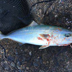 サゴシからツバスへ